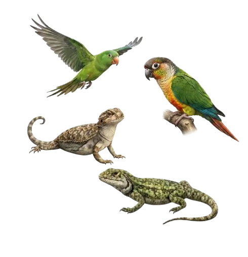 Reptiles and aviary species premium husbandry profile visual